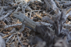 Sceloporus graciosus graciosus