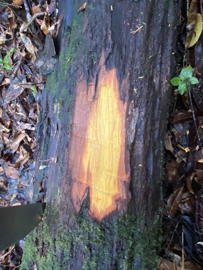 Centrolobium robustum