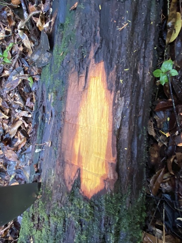 Zebrawood (Centrolobium robustum)