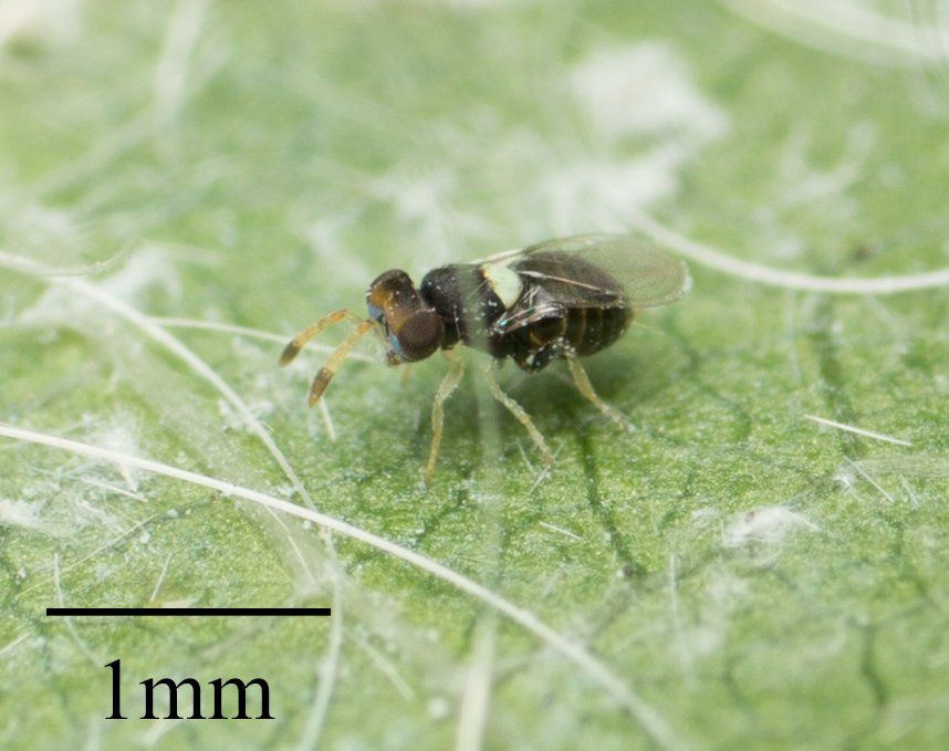 Aphelinidae