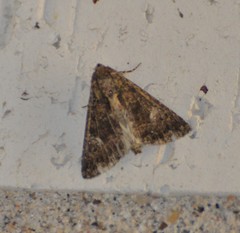 Condica albigera