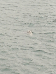 Phoca vitulina
