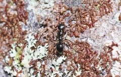 Myrmecorhynchus carteri