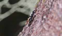Myrmecorhynchus carteri