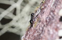 Myrmecorhynchus carteri