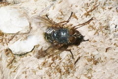 Calliphora hilli