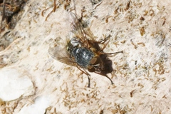 Calliphora hilli