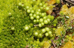 Pleurophascum grandiglobum