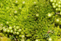 Pleurophascum grandiglobum