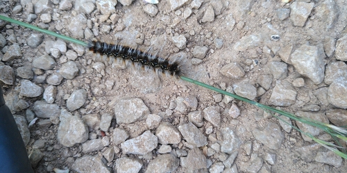 Eriogaster catax