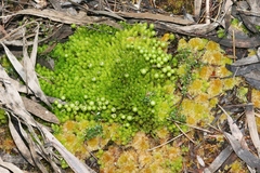 Pleurophascum grandiglobum