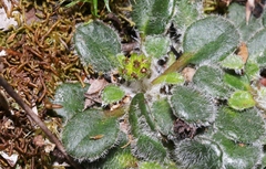 Actinotus bellidioides