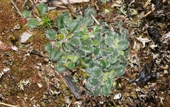 Actinotus bellidioides