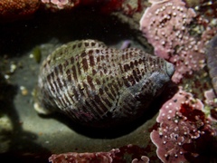 Acanthinucella punctulata