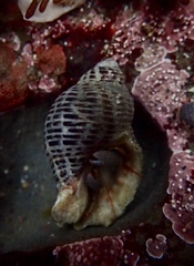 Acanthinucella punctulata