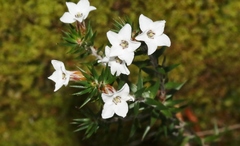 Epacris corymbiflora