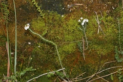 Epacris corymbiflora