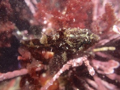 Oligocottus snyderi