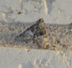 Macalla glastianalis