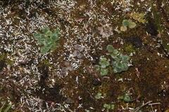Actinotus bellidioides