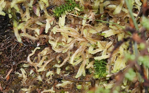 Brevianthaceae