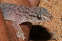 Gehyra versicolor