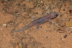 Gehyra versicolor
