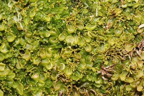 Riccardia cochleata