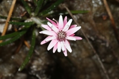 Helichrysum pumilum