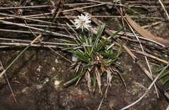 Helichrysum pumilum