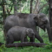 Indian Elephant - Photo (c) Nanditha Ram Satagopan, some rights reserved (CC BY-NC), uploaded by Nanditha Ram Satagopan