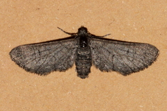 Ectropis hieroglyphica