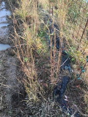 Andropogon virginicus