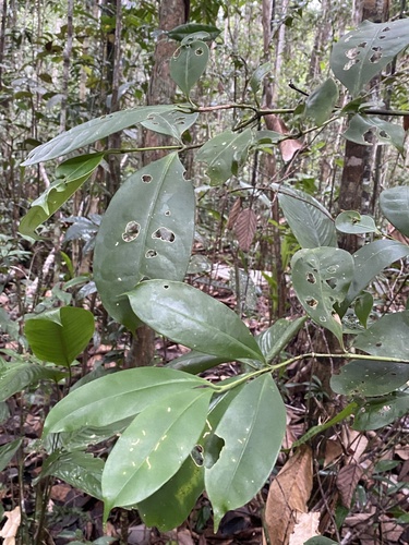 Faramea atlantica