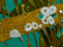 Corambe