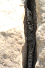 Pseudocordylus subviridis