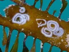 Corambe