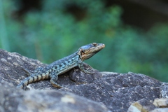 Pseudocordylus subviridis