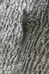 Sceloporus grammicus microlepidotus