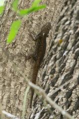 Sceloporus grammicus microlepidotus