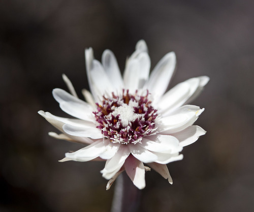 Helichrysum pumilum Hook.fil.