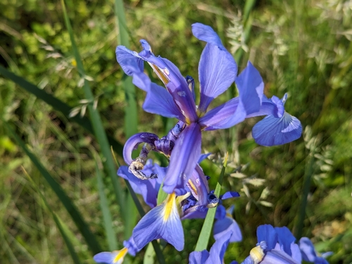Image of Iris spuria by (c) Elias, some rights reserved (CC BY)