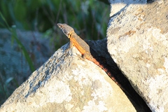 Pseudocordylus melanotus