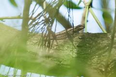 Sceloporus grammicus microlepidotus