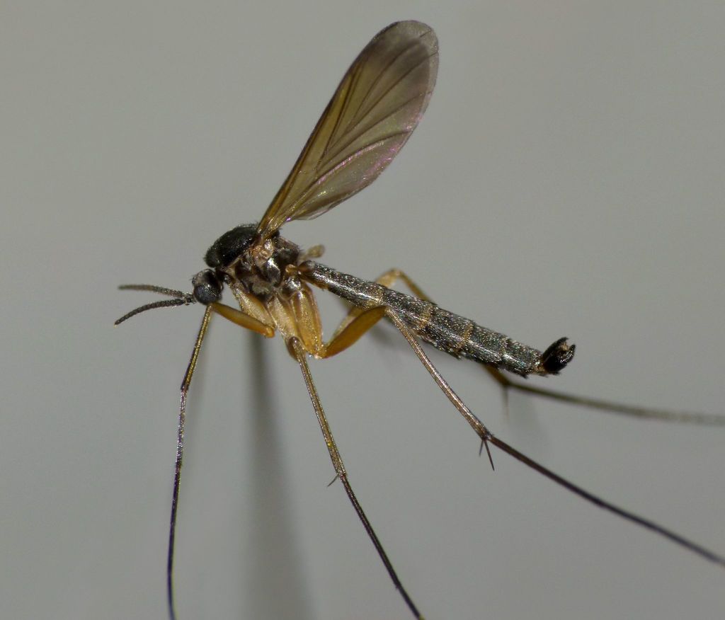 Orfelia nemoralis