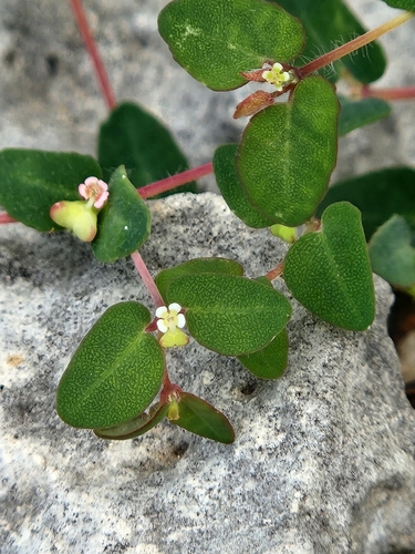 Image of Euphorbia villifera by (c) Jo Roberts, some rights reserved (CC BY)