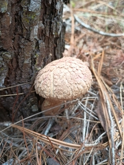 Boletellus ananas image