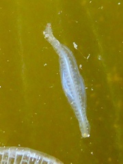 Eusyllinae
