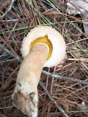 Boletellus ananas image