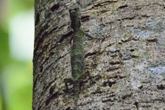 Draco quinquefasciatus